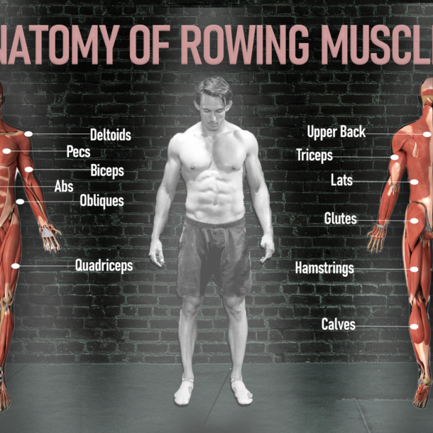 Shane Farmer rowing muscles anatomy of a rower. Strenghtening imbalances, dynamic strength, improved aerobic function.