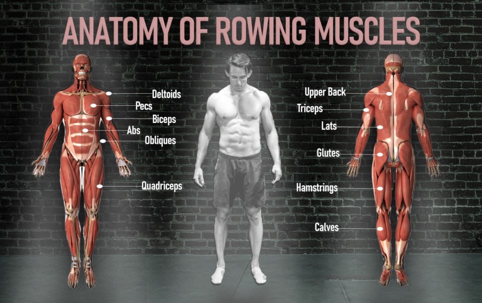 Shane Farmer rowing muscles anatomy of a rower. Strenghtening imbalances, dynamic strength, improved aerobic function.